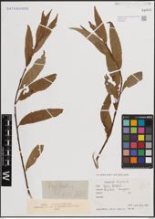 Foto von Salix fragilis L.